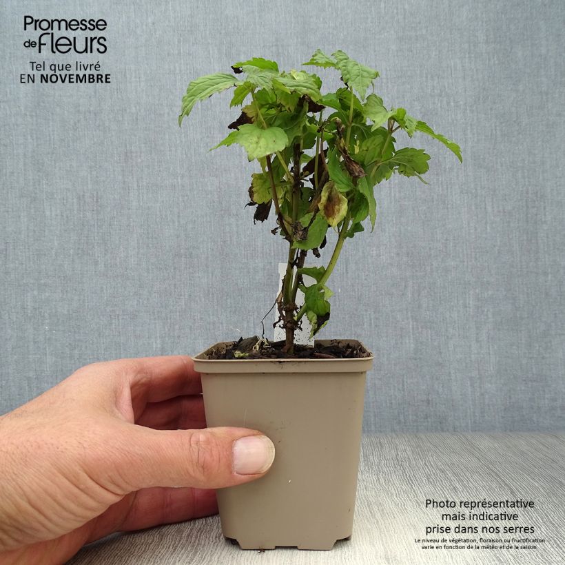 Exemplaar van Eupatorium Lucky Melody - Koninginnekruid Kweekpotje van 8/9 cm zoals geleverd in de herfst