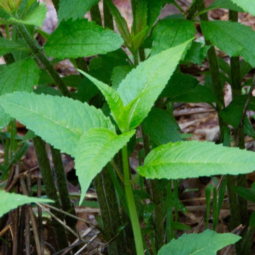 Eupatorium maculatum - Koninginnenkruid (Blad)