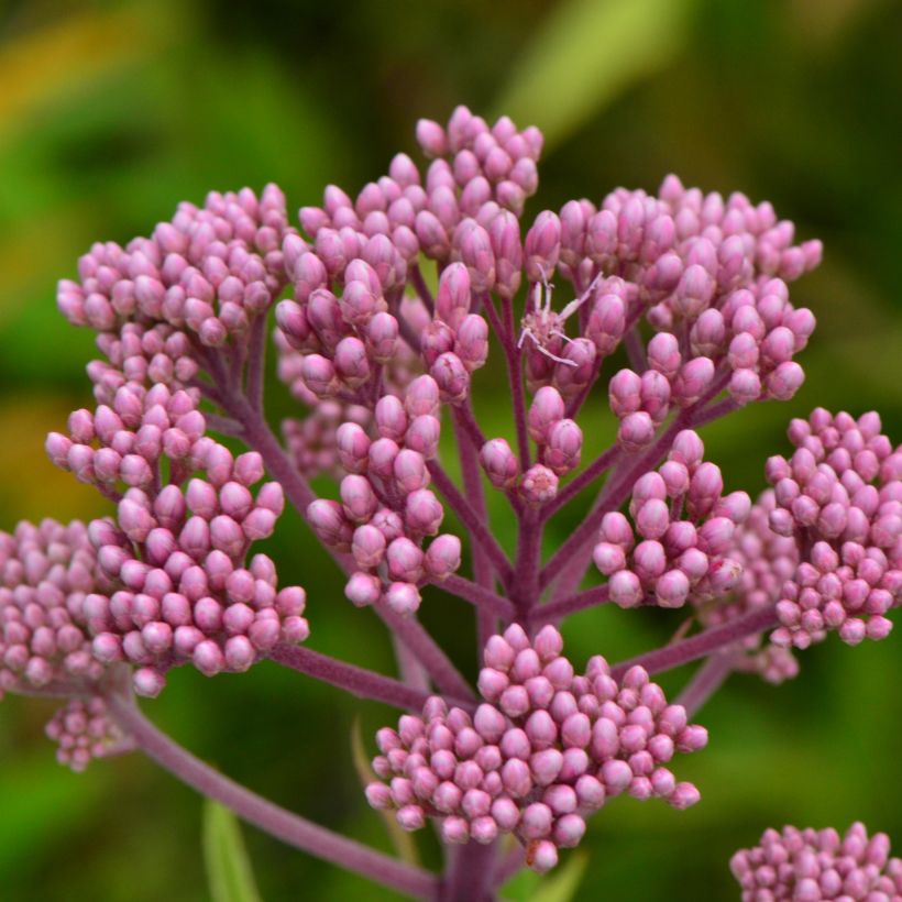 Eupatorium maculatum - Koninginnenkruid (Bloei)