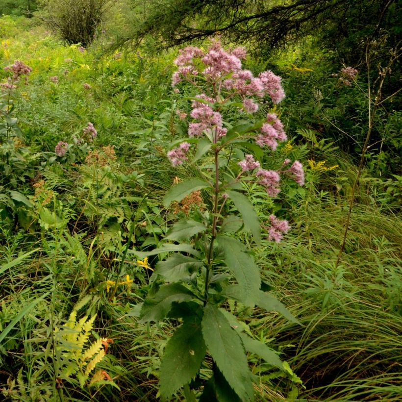 Eupatorium maculatum - Koninginnenkruid (Groeiplaats)