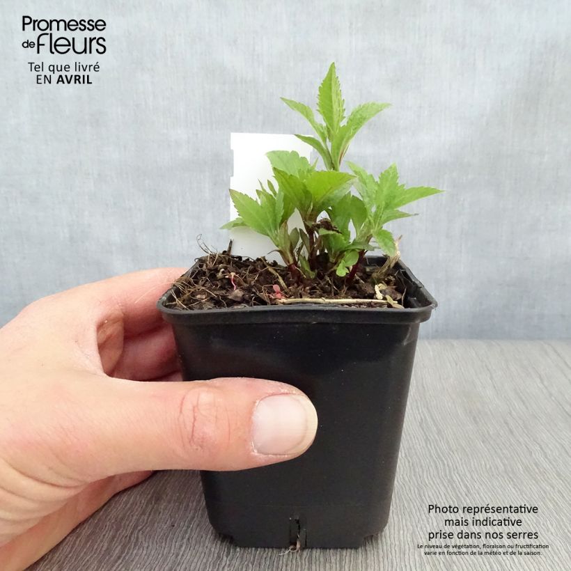 Exemplaar van Eupatorium maculatum Atropurpureum - Koninginnenkruid Kweekpotje van 8/9 cm zoals geleverd in de lente