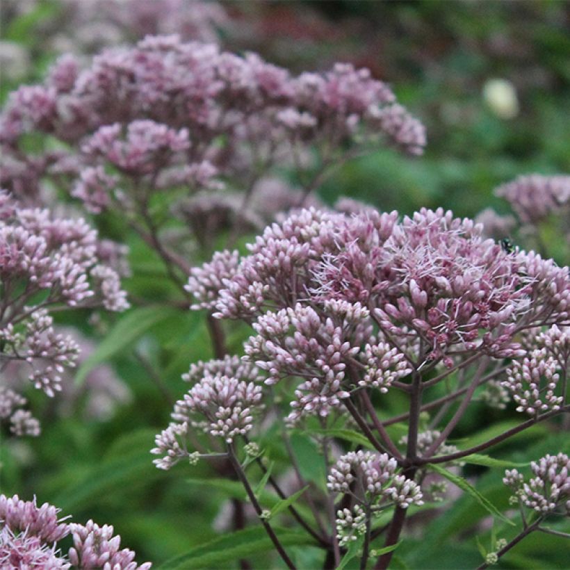 Eupatorium maculatum Phantom - Koninginnenkruid (Bloei)