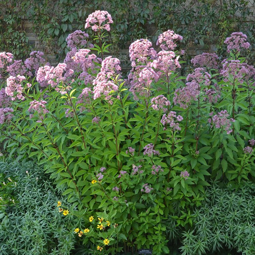 Eupatorium maculatum Phantom - Koninginnenkruid (Groeiplaats)
