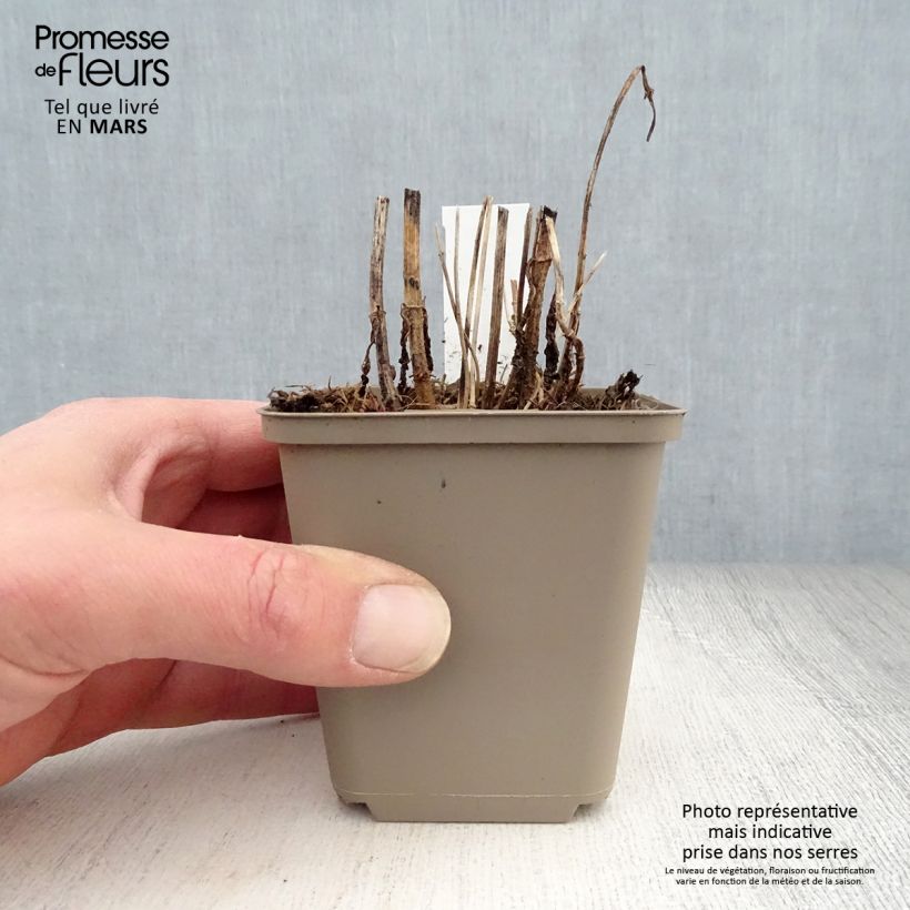 Exemplaar van Eupatorium perfoliatum - Doorgroeid leverkruid Kweekpotje van 8/9 cm zoals geleverd in de lente