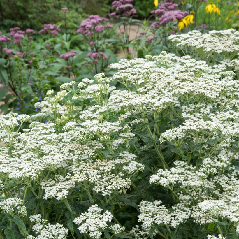 Eupatorium perfoliatum - Doorgroeid leverkruid (Groeiplaats)