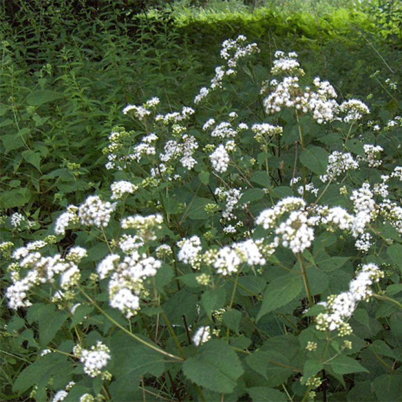 Eupatorium rugosum - Koninginnekruid (Bloei)