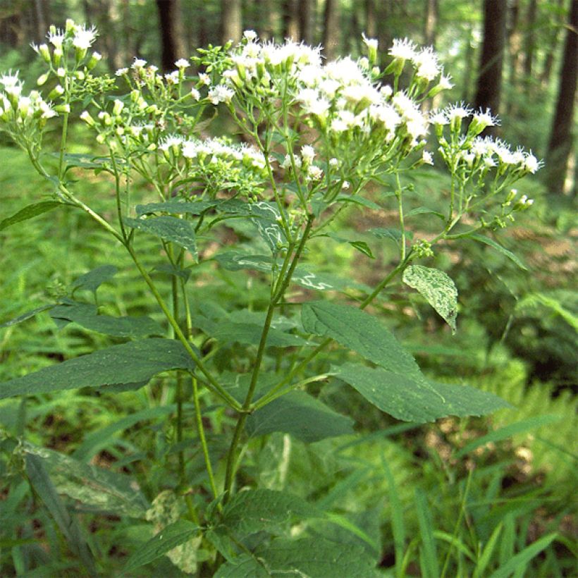 Eupatorium rugosum - Koninginnekruid (Groeiplaats)