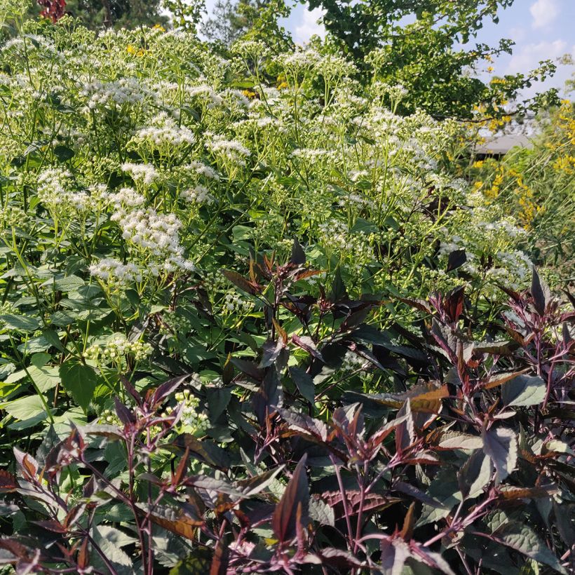 Eupatorium rugosum Chocolate - Koninginnekruid (Groeiplaats)