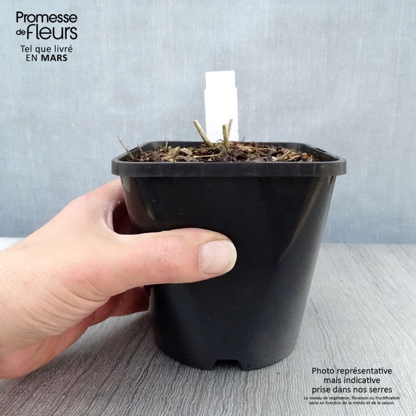 Exemplaar van Eupatorium rugosum Chocolate - Koninginnekruid Pot van 1,5 l/2 l zoals geleverd in de lente
