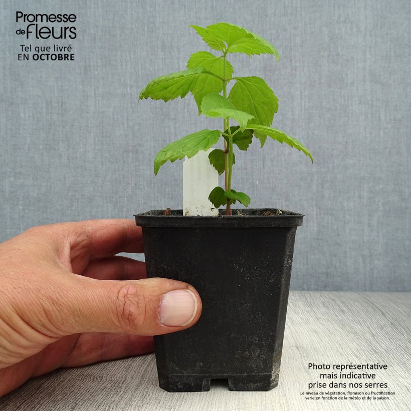 Exemplaar van Eupatorium rugosum Braunlaub - Koninginnekruid Kweekpotje van 8/9 cm zoals geleverd in de herfst