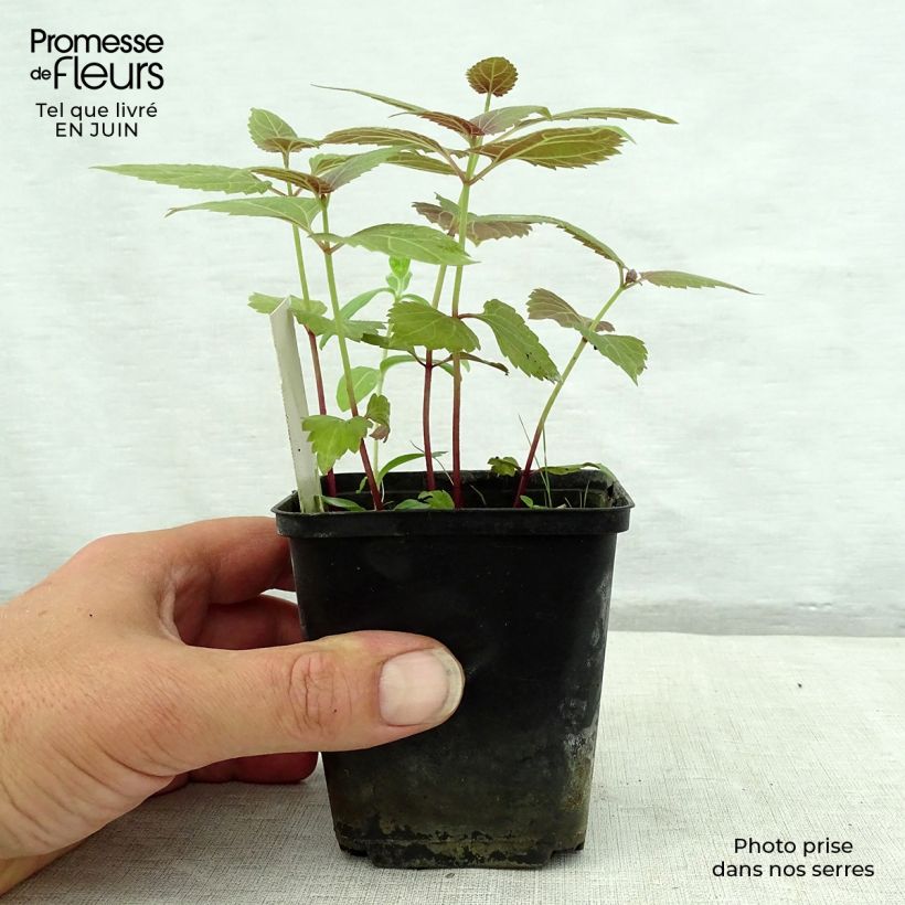 Exemplaar van Eupatorium rugosum Braunlaub - Koninginnekruid Kweekpotje van 8/9 cm zoals geleverd in de zomer