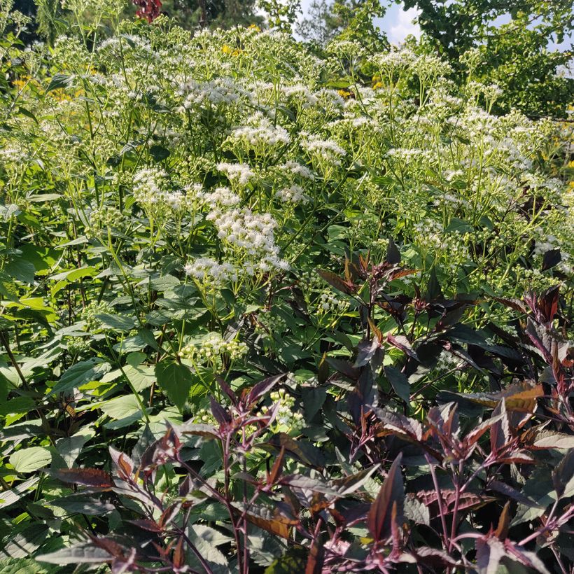 Eupatorium rugosum Braunlaub - Koninginnekruid (Groeiplaats)
