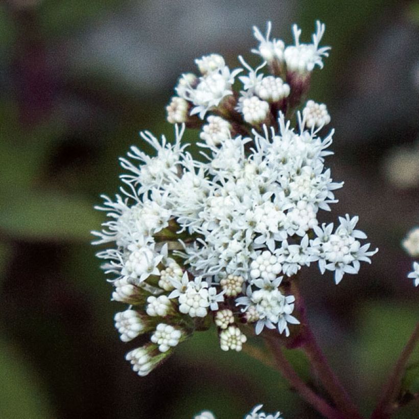 Eupatorium rugosum Chocolate - Koninginnekruid (Bloei)