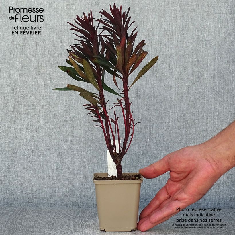 Exemplaar van Euphorbia Black Bird - Wolfsmelk Kweekpotje van 8/9 cm zoals geleverd in de herfst