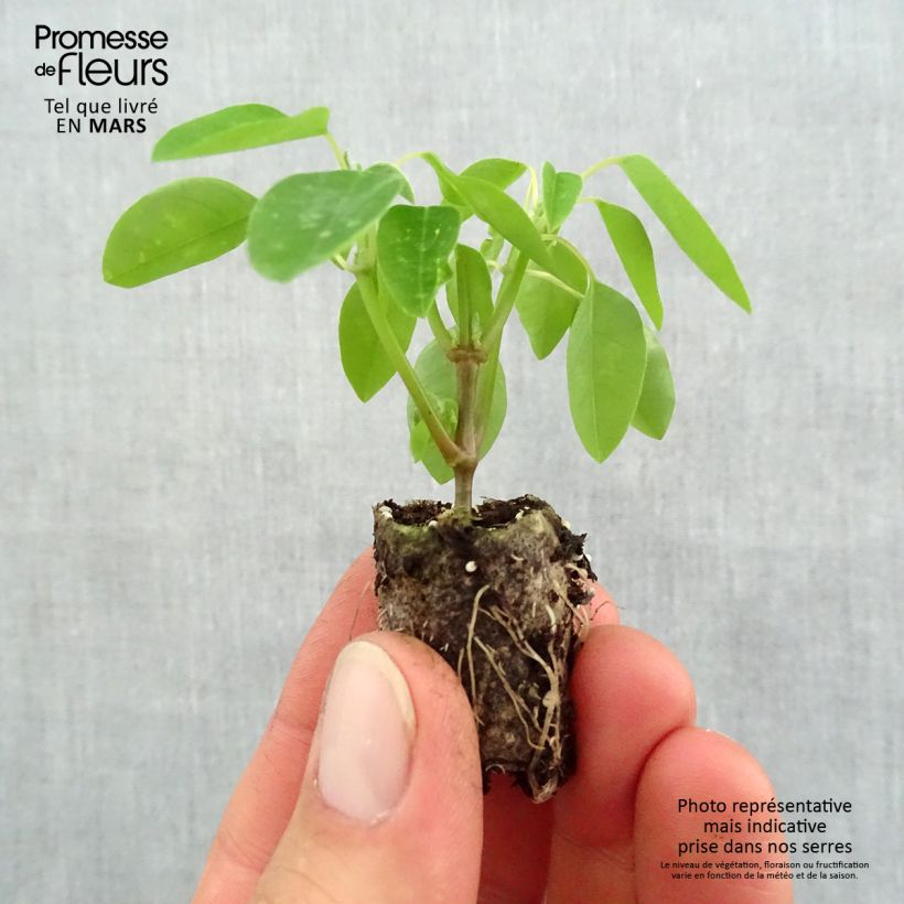 Exemplaar van Euphorbia hypericifolia Diamond Frost - Wolfsmelk Mini-mot Ø 1,5/2,5 cm zoals geleverd in de lente