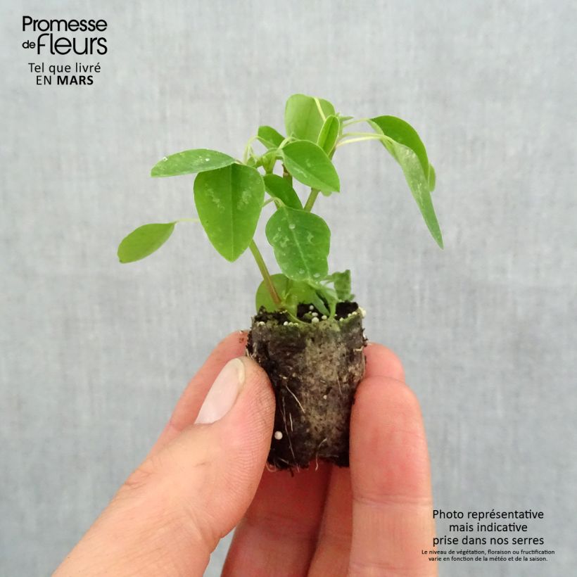 Exemplaar van Euphorbia hypericifolia Diamond Snow - Wolfsmelk Mini-mot Ø 1,5/2,5 cm zoals geleverd in de lente