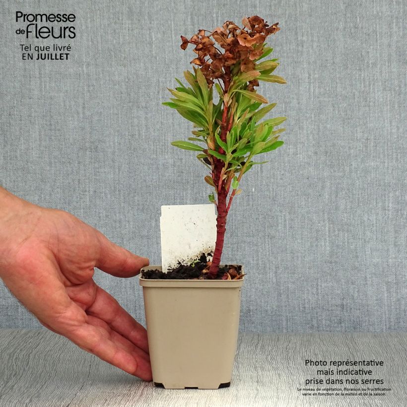 Exemplaar van Euphorbia Redwing - Wolfsmelk Kweekpotje van 8/9 cm zoals geleverd in de zomer