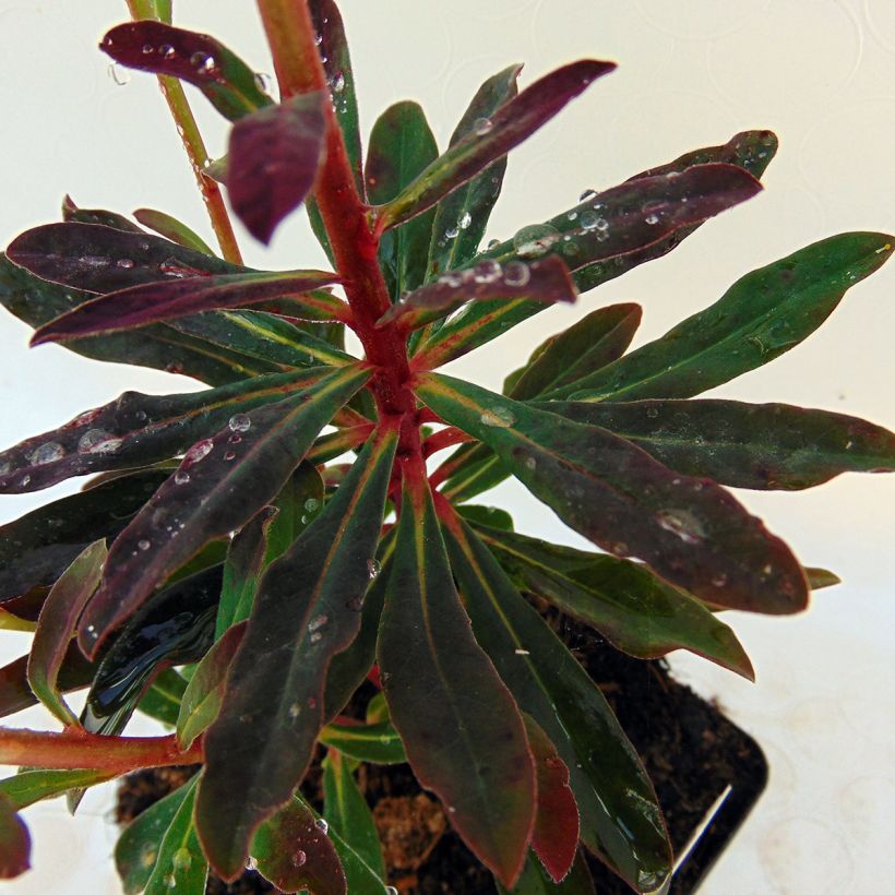 Euphorbia amygdaloides Purpurea - Amandelwolfsmelk (Blad)