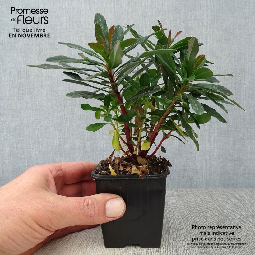 Exemplaar van Euphorbia amygdaloides Purpurea - Amandelwolfsmelk Kweekpotje van 8/9 cm zoals geleverd in de herfst