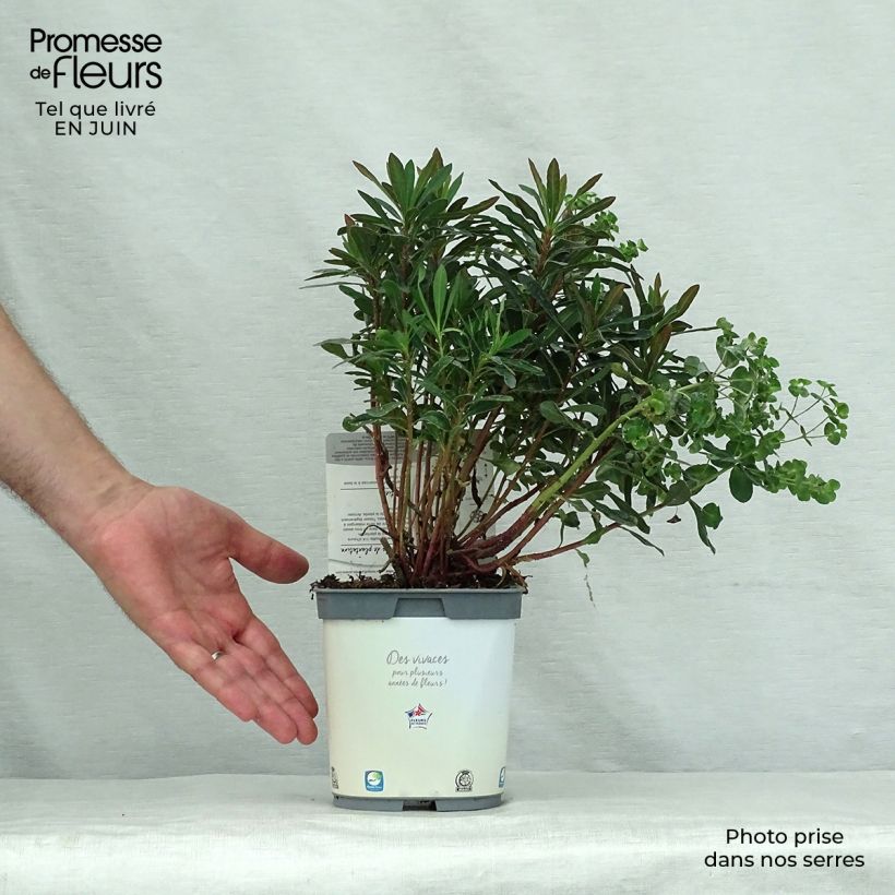 Exemplaar van Euphorbia amygdaloides Purpurea - Amandelwolfsmelk Pot van 2 l/3 l zoals geleverd in de zomer