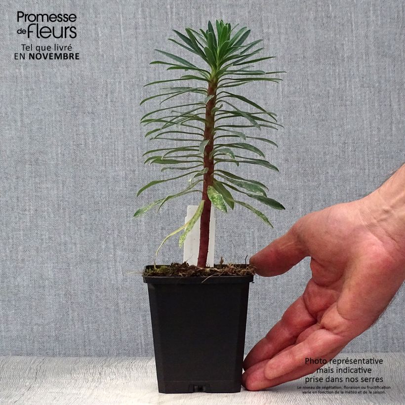 Exemplaar van Euphorbia characias Black Pearl - Wolfsmelk Kweekpotje van 8/9 cm zoals geleverd in de herfst
