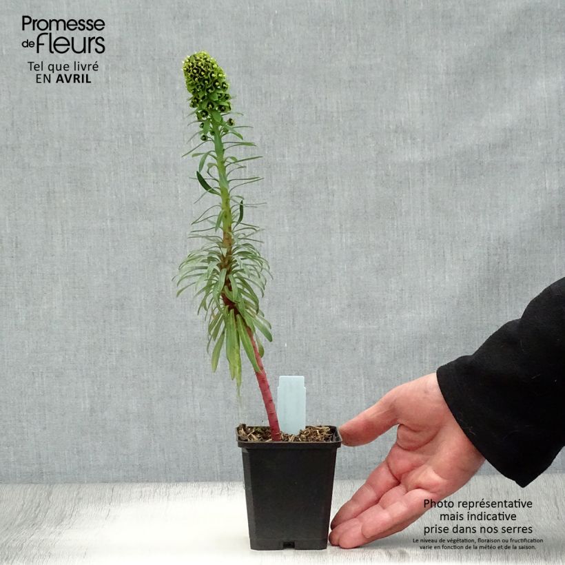 Exemplaar van Euphorbia characias Black Pearl - Wolfsmelk Kweekpotje van 8/9 cm zoals geleverd in de lente
