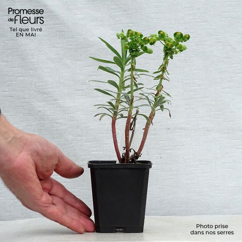 Exemplaar van Euphorbia characias Blue Wonder - Wolfsmelk Kweekpotje van 8/9 cm zoals geleverd in de lente