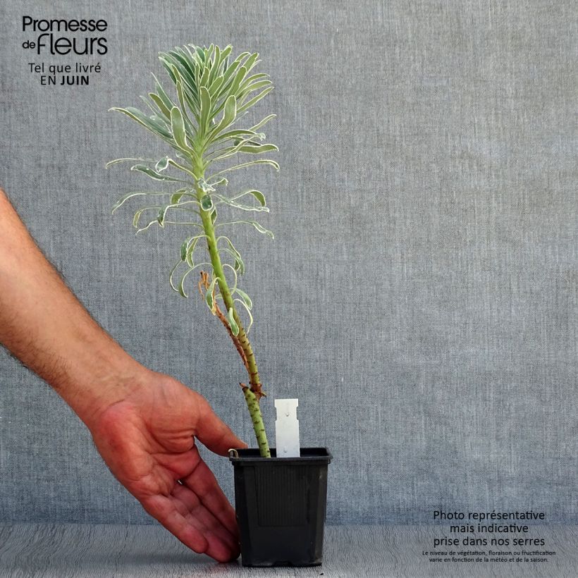 Exemplaar van Euphorbia characias Glacier Blue - Wolfsmelk Kweekpotje van 8/9 cm zoals geleverd in de zomer