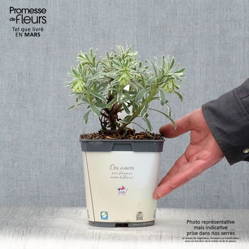 Exemplaar van Euphorbia characias Glacier Blue - Wolfsmelk Pot van 1,5 l/2 l zoals geleverd in de lente