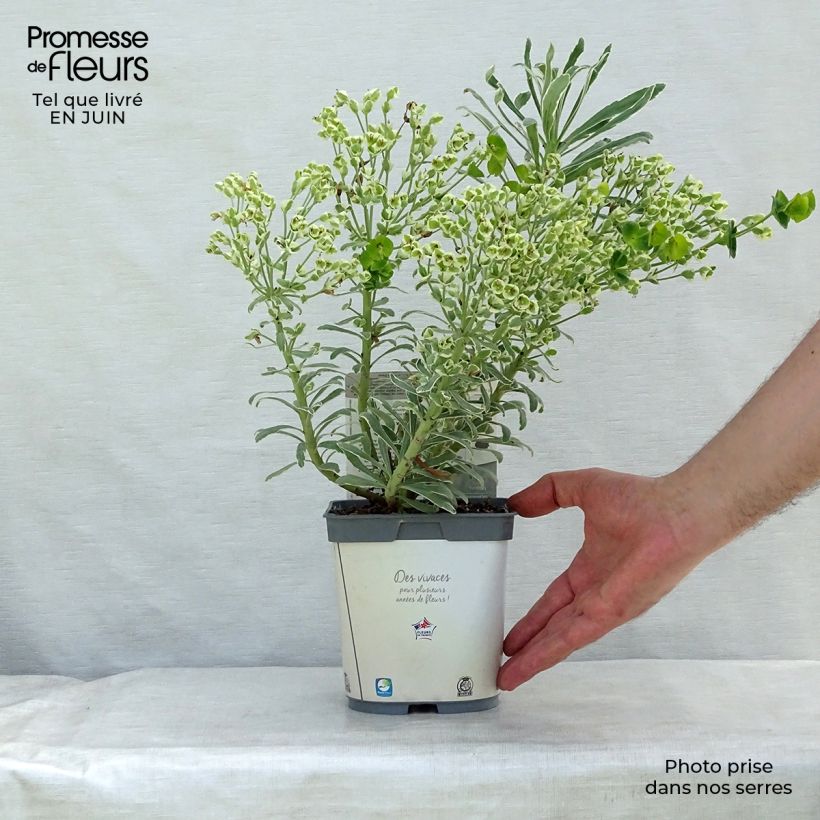Exemplaar van Euphorbia characias Glacier Blue - Wolfsmelk Pot van 1,5 l/2 l zoals geleverd in de zomer