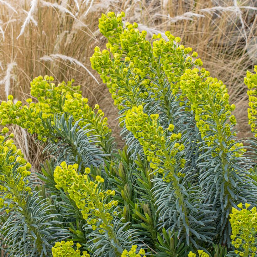 Euphorbia characias Humpty Dumpty - Wolfsmelk (Groeiplaats)