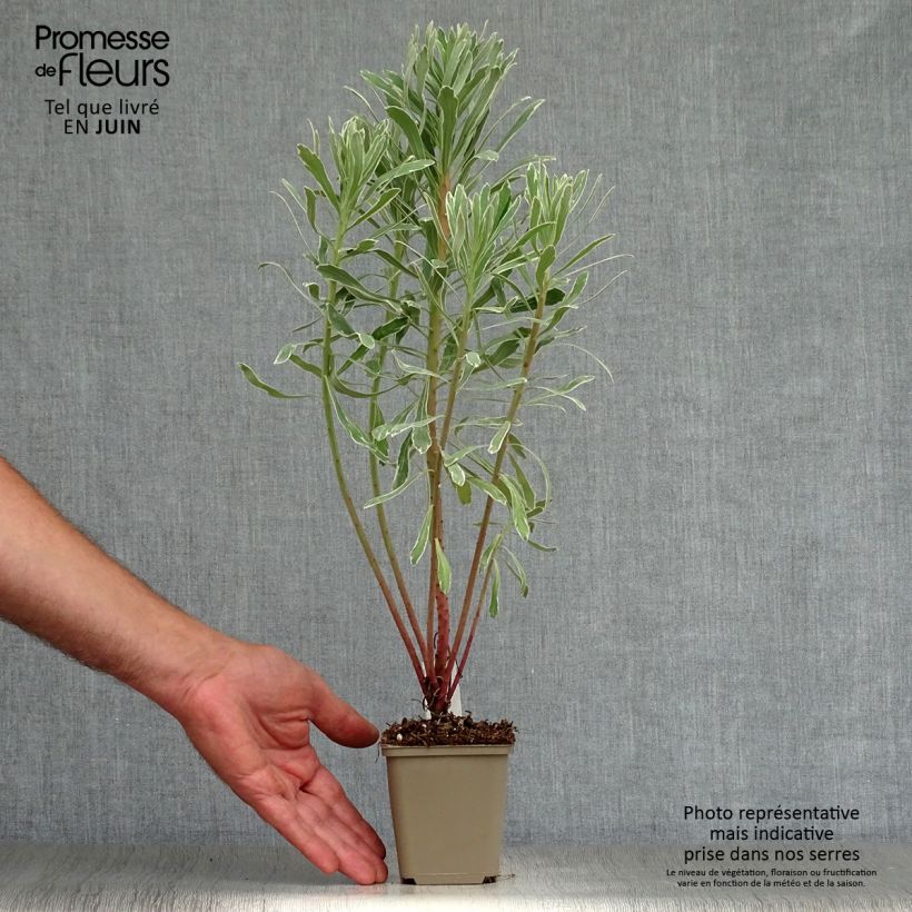 Exemplaar van Euphorbia characias Wilcott - Wolfsmelk Kweekpotje van 8/9 cm zoals geleverd in de zomer