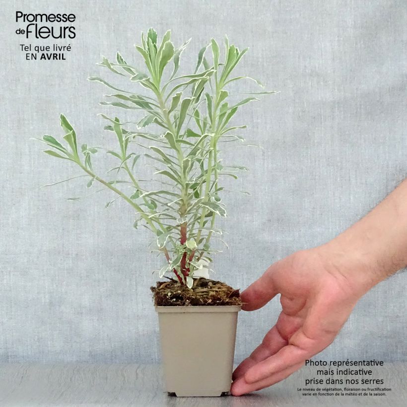 Exemplaar van Euphorbia characias Wilcott - Wolfsmelk Kweekpotje van 8/9 cm zoals geleverd in de lente