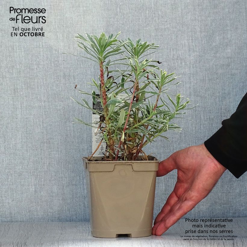 Exemplaar van Euphorbia characias Wilcott - Wolfsmelk Pot van 2 l/3 l zoals geleverd in de herfst