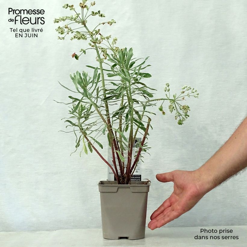 Exemplaar van Euphorbia characias Wilcott - Wolfsmelk Pot van 2 l/3 l zoals geleverd in de zomer