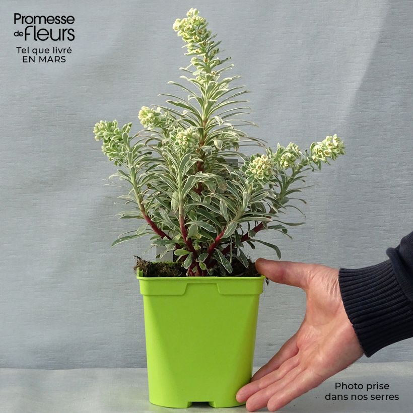 Exemplaar van Euphorbia characias Wilcott - Wolfsmelk Pot van 2 l/3 l zoals geleverd in de lente