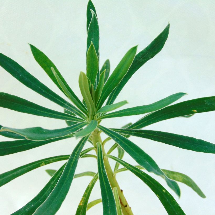 Euphorbia characias ssp. wulfenii - Wolfsmelk (Blad)