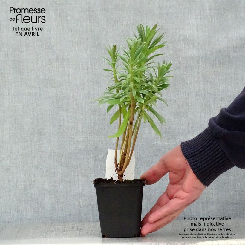 Exemplaar van Euphorbia characias ssp. wulfenii - Wolfsmelk Kweekpotje van 8/9 cm zoals geleverd in de lente