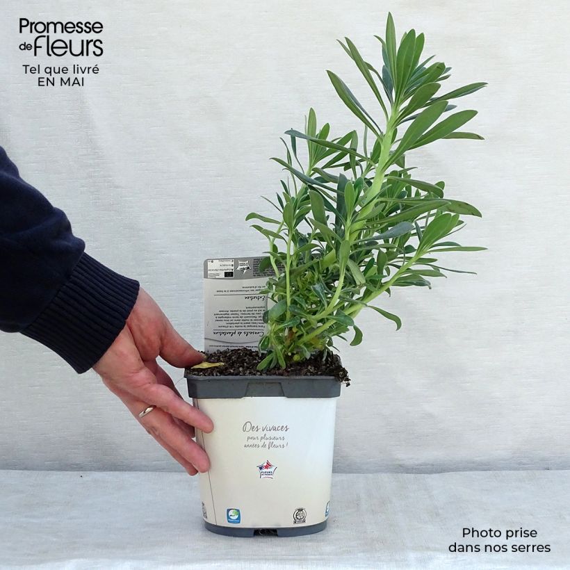 Exemplaar van Euphorbia characias ssp. wulfenii - Wolfsmelk Pot van 2 l/3 l zoals geleverd in de lente