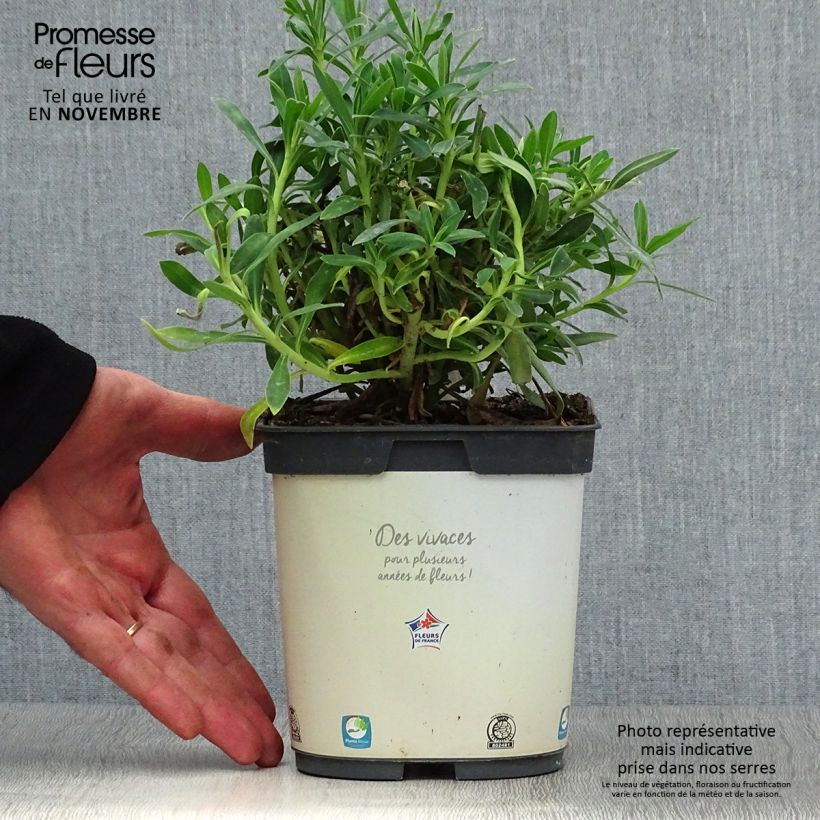 Exemplaar van Euphorbia characias ssp. wulfenii - Wolfsmelk Pot van 2 l/3 l zoals geleverd in de herfst