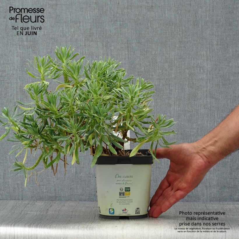 Exemplaar van Euphorbia characias ssp. wulfenii - Wolfsmelk Pot van 2 l/3 l zoals geleverd in de zomer
