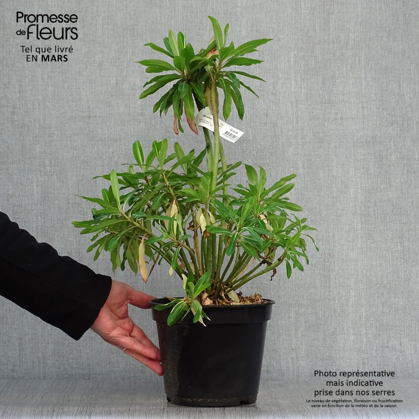 Exemplaar van Euphorbia mellifera - Wolfsmelk Pot van 2 l/3 l zoals geleverd in de lente