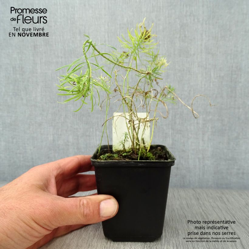 Exemplaar van Euphorbia cyparissias Clarice Howard - Cipreswolfsmelk Kweekpotje van 8/9 cm zoals geleverd in de herfst