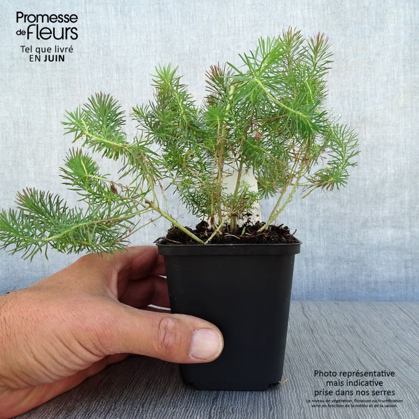 Exemplaar van Euphorbia cyparissias Clarice Howard - Cipreswolfsmelk Kweekpotje van 8/9 cm zoals geleverd in de zomer