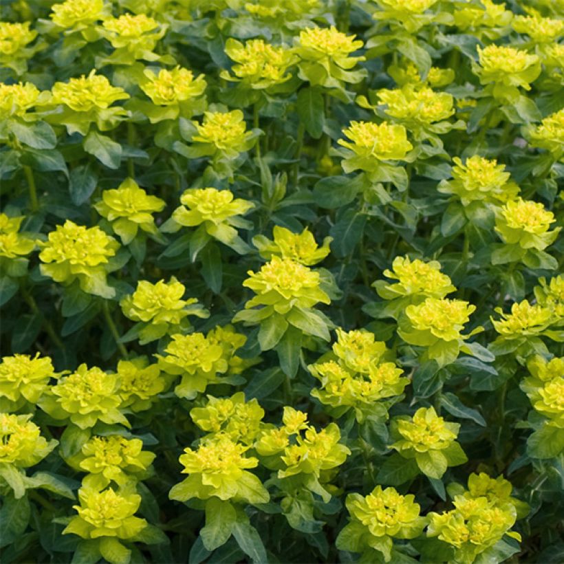 Euphorbia polychroma Candy - Kleurige wolfsmelk (Bloei)