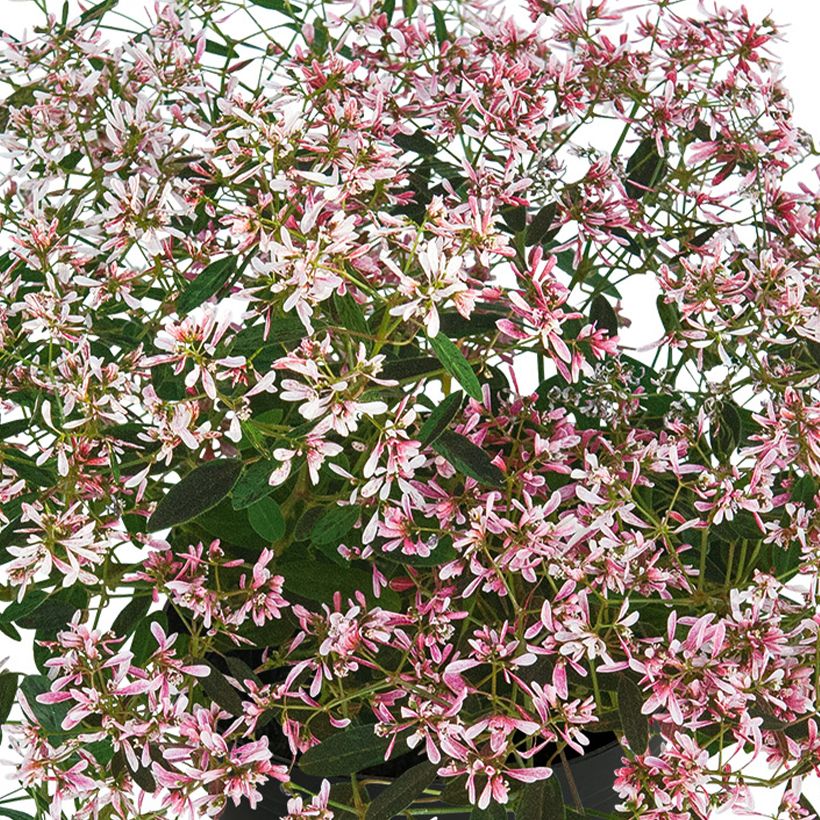 Euphorbia Shades in Pink - Wolfsmelk (Bloei)