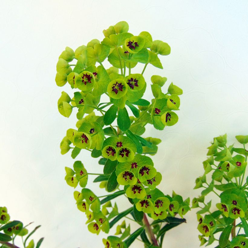 Euphorbia martinii - Wolfsmelk (Blad)