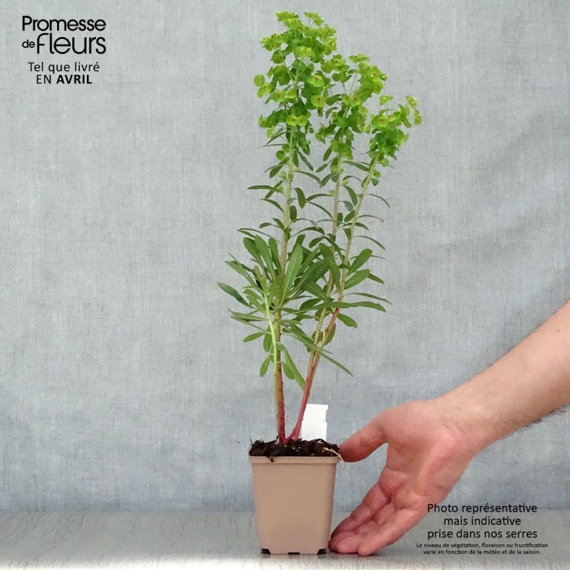 Exemplaar van Euphorbia martinii - Wolfsmelk Kweekpotje van 8/9 cm zoals geleverd in de lente