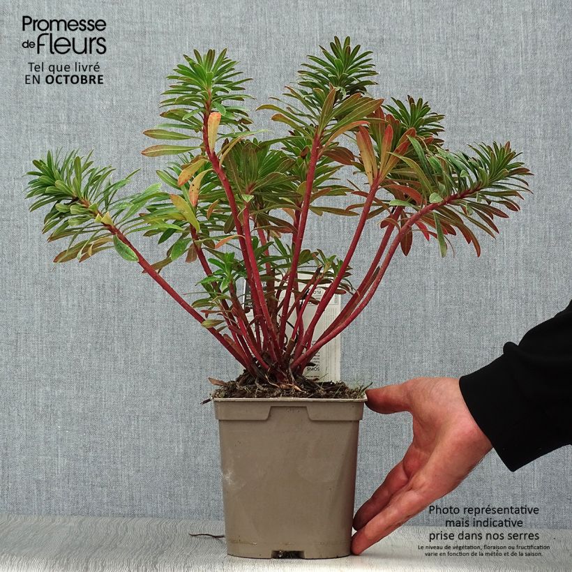 Exemplaar van Euphorbia martinii - Wolfsmelk Pot van 2 l/3 l zoals geleverd in de herfst