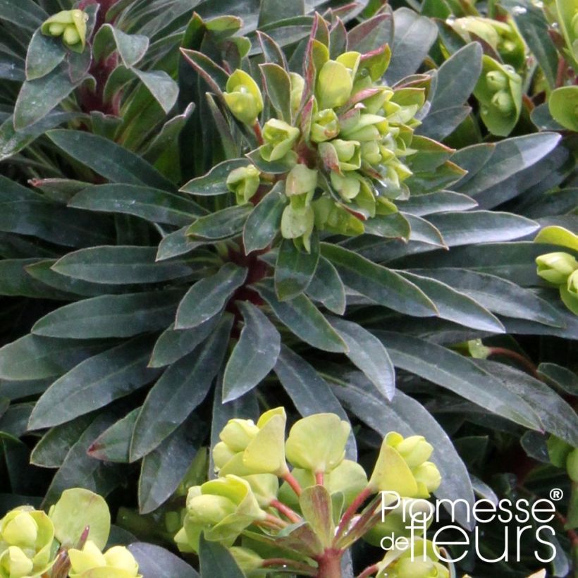 Euphorbia Redwing - Wolfsmelk (Blad)